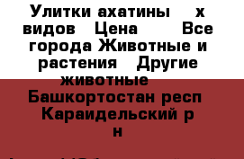 Улитки ахатины  2-х видов › Цена ­ 0 - Все города Животные и растения » Другие животные   . Башкортостан респ.,Караидельский р-н